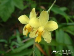 苞舌兰 Spathoglottis pubescens
