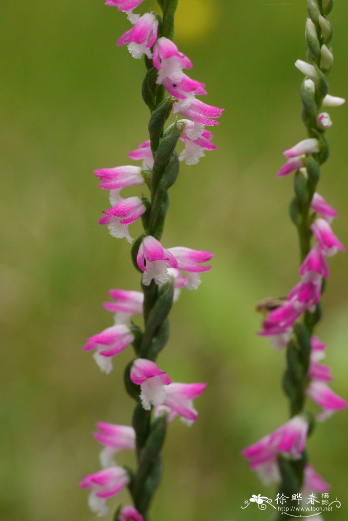 绶草 Spiranthes vernalis