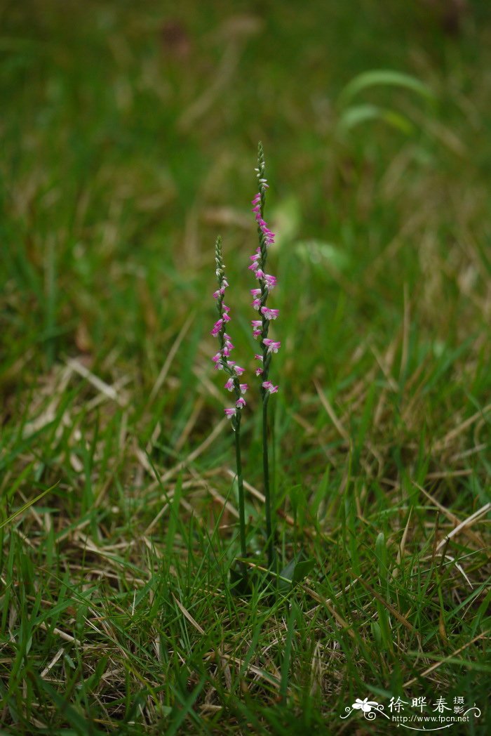 绶草 Spiranthes vernalis 绶草 Spiranthes vernalis