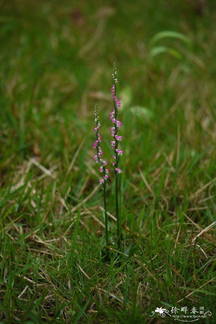 绶草 Spiranthes vernalis