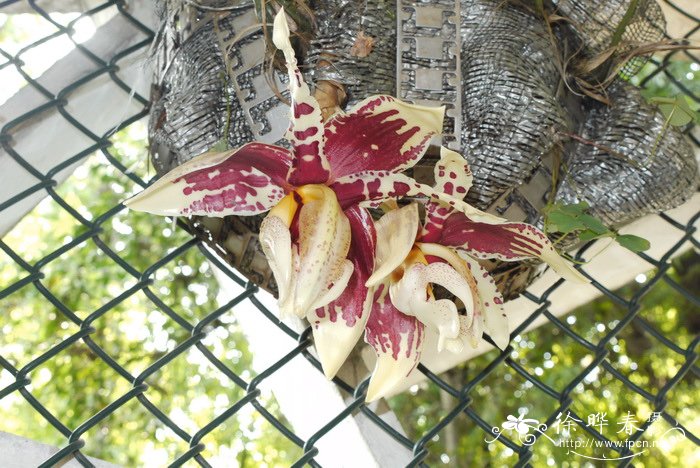 虎斑钟馗兰Stanhopea tigrina 虎斑钟馗兰Stanhopea tigrina