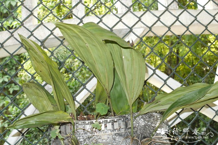 虎斑钟馗兰Stanhopea tigrina