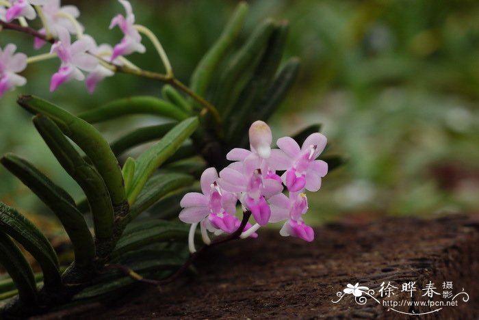 坚唇兰Stereochilus dalatensis 坚唇兰Stereochilus dalatensis