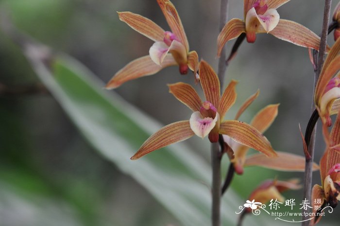 香港带唇兰Tainia hongkongensis