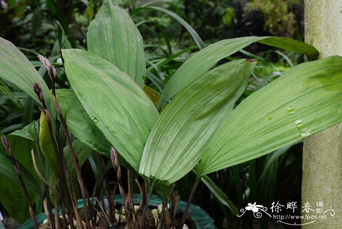 香港带唇兰Tainia hongkongensis