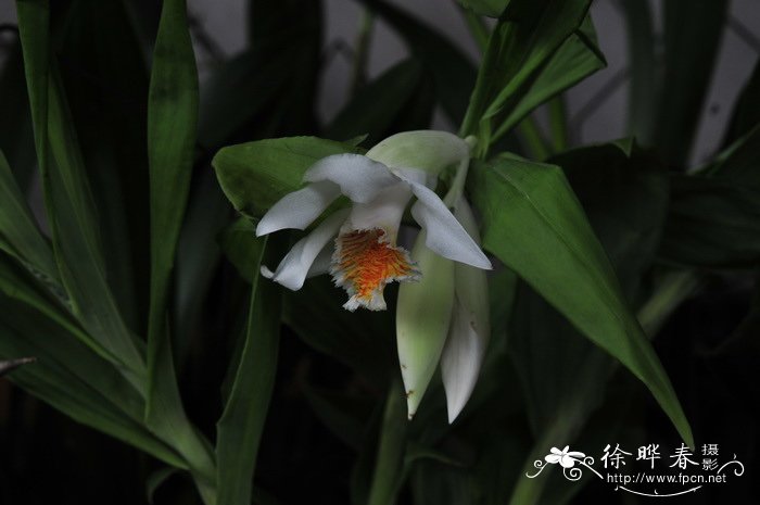 笋兰 Thunia alba 笋兰 Thunia alba
