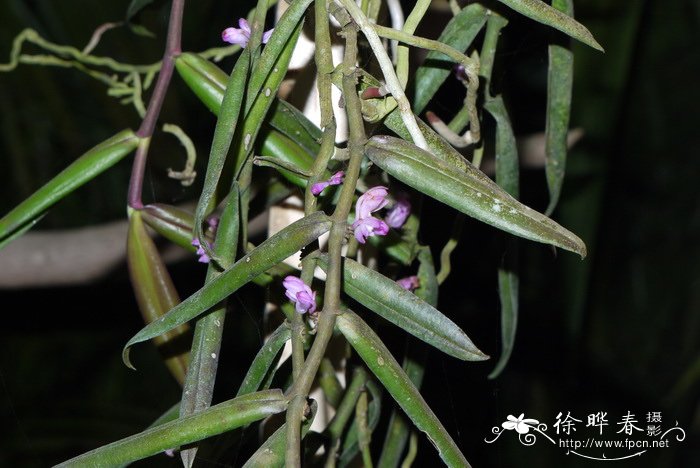 毛舌兰Trichoglottis latisepala 毛舌兰Trichoglottis latisepala