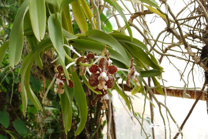白柱万代兰 Vanda brunnea 白柱万代兰 Vanda brunnea