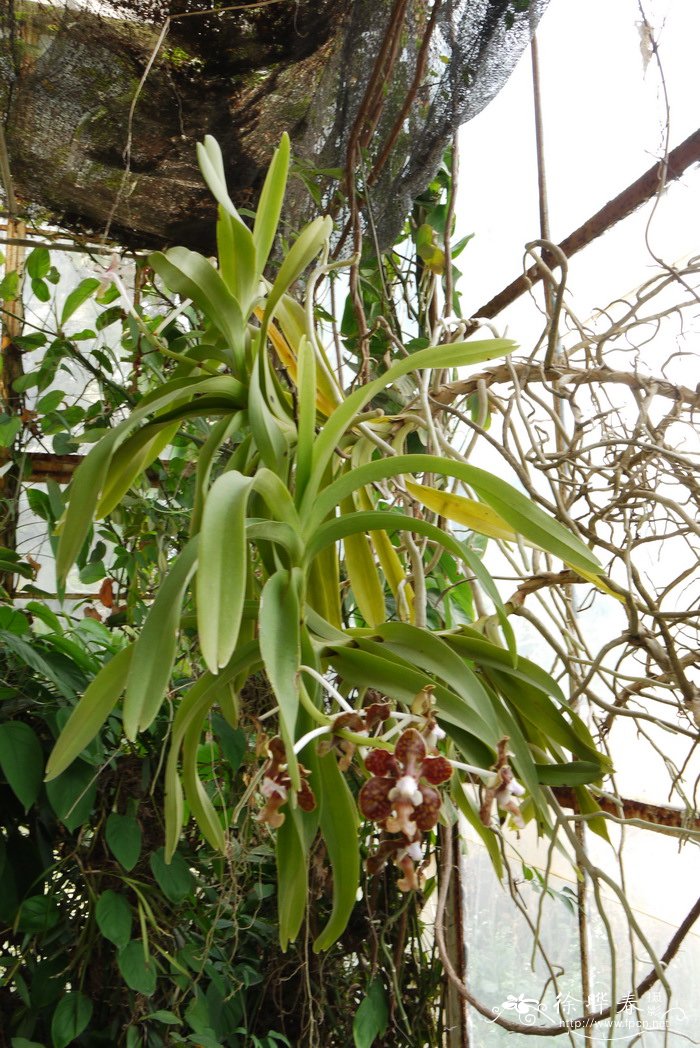 白柱万代兰 Vanda brunnea 白柱万代兰 Vanda brunnea