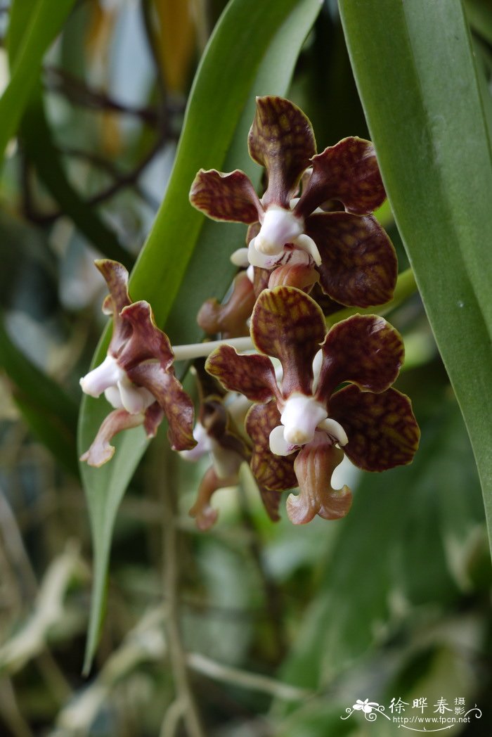白柱万代兰 Vanda brunnea
