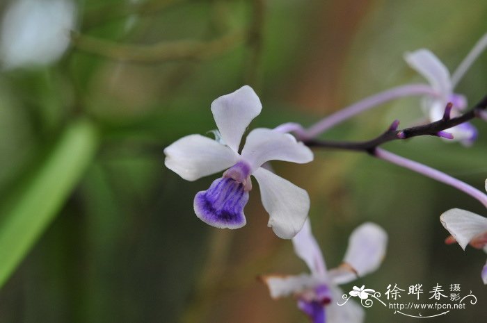 小蓝万代兰 Vanda coerulescens 小蓝万代兰 Vanda coerulescens