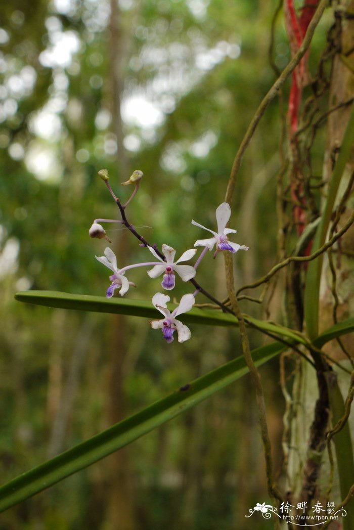 小蓝万代兰 Vanda coerulescens 小蓝万代兰 Vanda coerulescens