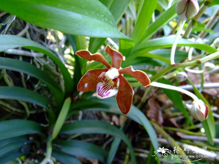 琴唇万代兰 Vanda concolor 琴唇万代兰 Vanda concolor