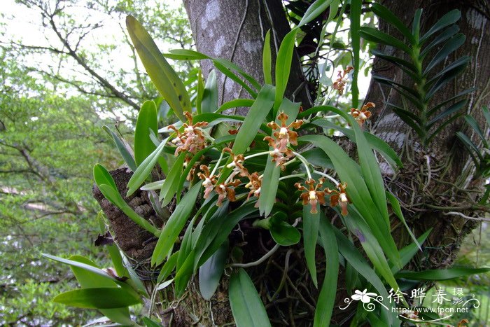 琴唇万代兰 Vanda concolor 琴唇万代兰 Vanda concolor