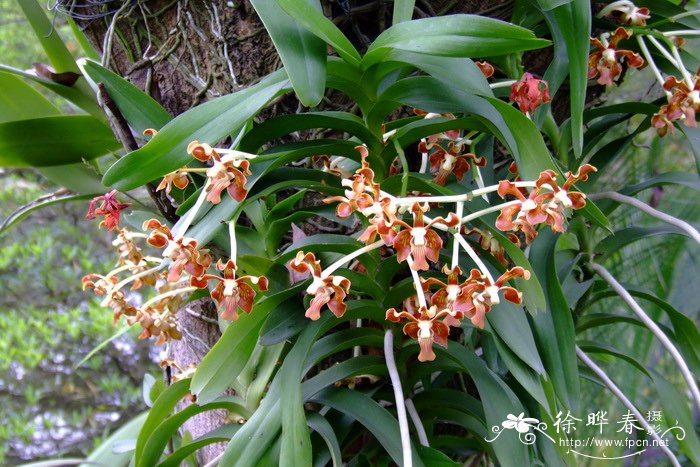 琴唇万代兰 Vanda concolor