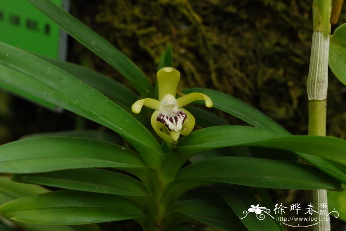 叉唇万代兰Vanda cristata 叉唇万代兰Vanda cristata
