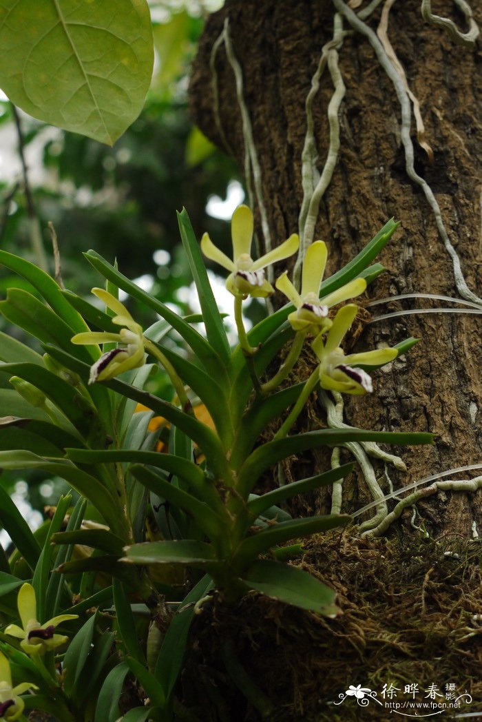 叉唇万代兰Vanda cristata 叉唇万代兰Vanda cristata