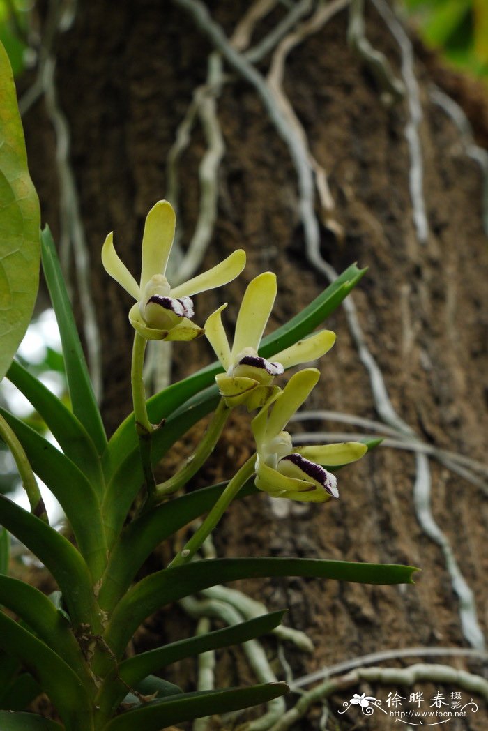 叉唇万代兰Vanda cristata