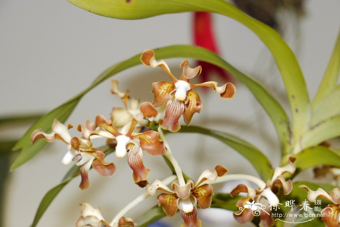 纯色万代兰Vanda subconcolor 纯色万代兰Vanda subconcolor