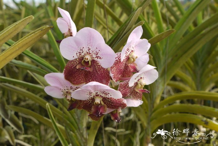 万代兰品种Vanda Keeree x Chindavat 万代兰品种Vanda Keeree x Chindavat