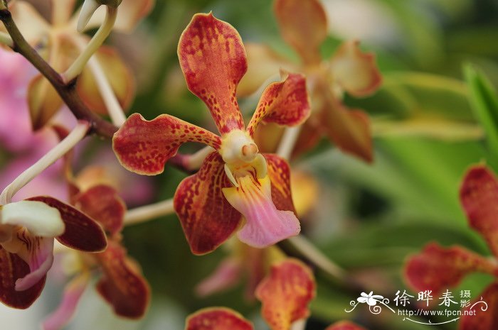 思慕万代兰Vanda lameilata × insignes 思慕万代兰Vanda lameilata × insignes