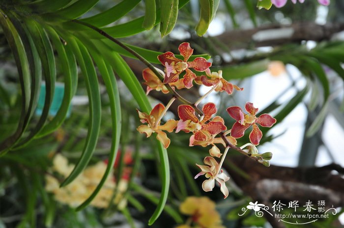 思慕万代兰Vanda lameilata × insignes 思慕万代兰Vanda lameilata × insignes
