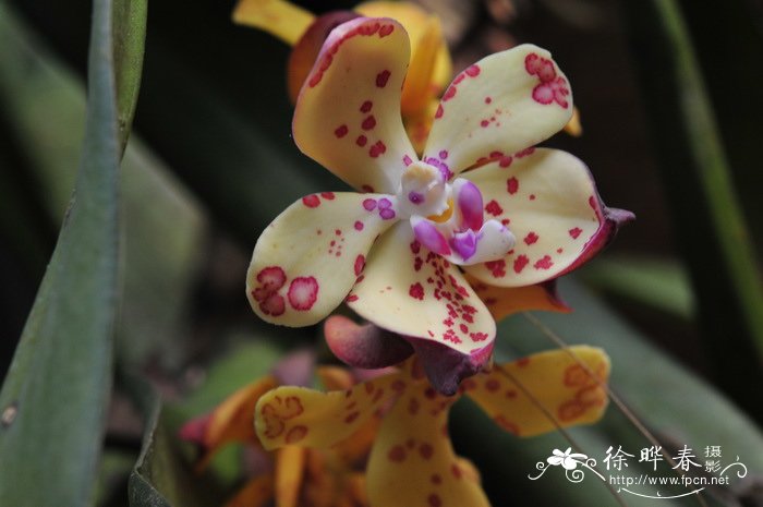拟万代兰Vandopsis gigantea 拟万代兰Vandopsis gigantea