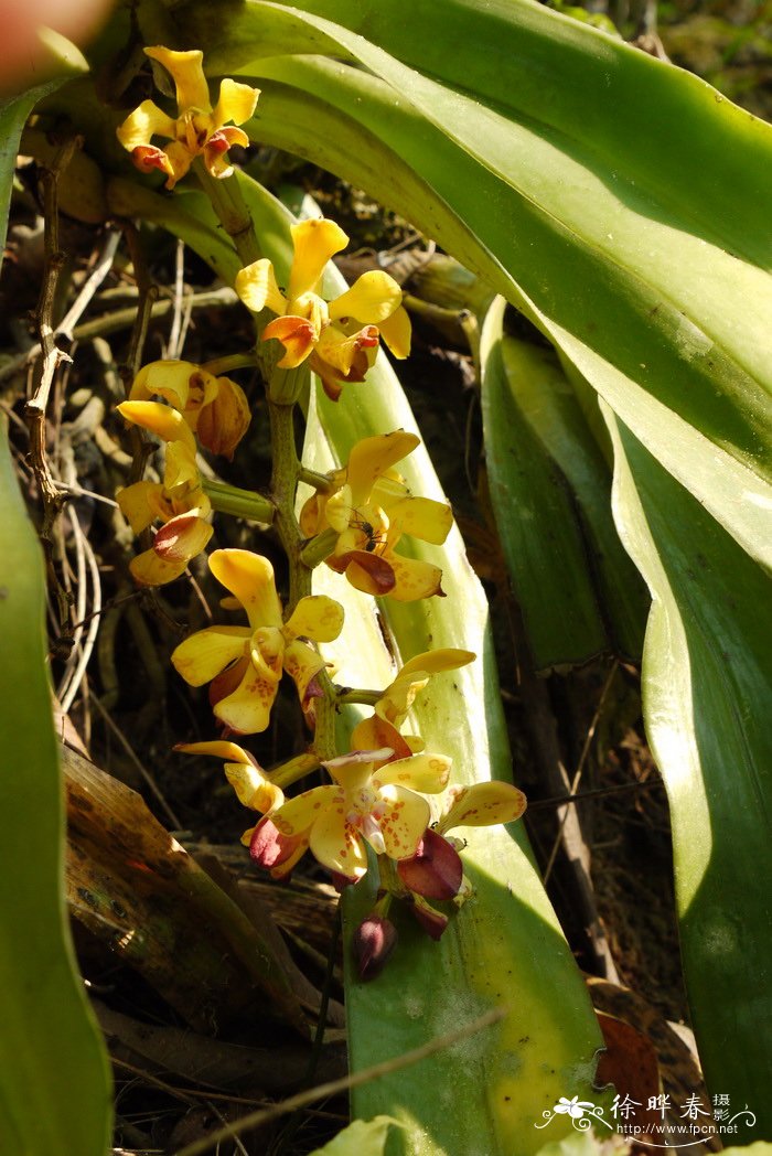 拟万代兰Vandopsis gigantea 拟万代兰Vandopsis gigantea