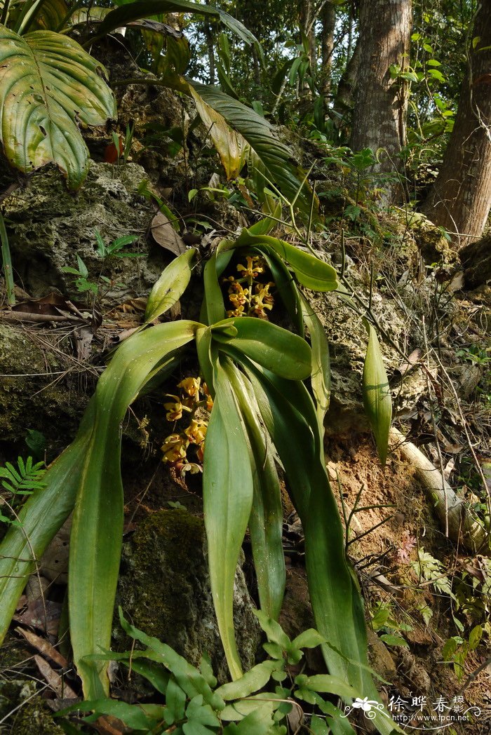 拟万代兰Vandopsis gigantea