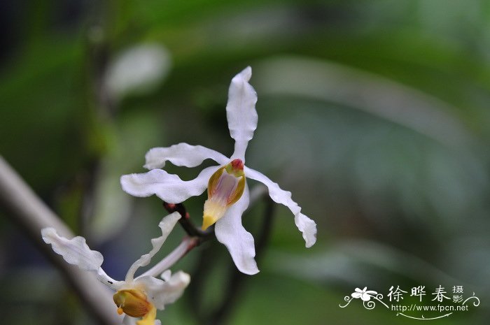 白花拟万带兰Vandopsis undulata 白花拟万带兰Vandopsis undulata