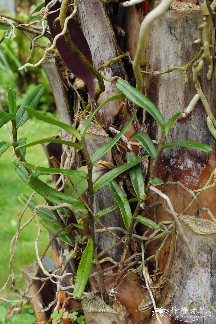 白花拟万带兰Vandopsis undulata