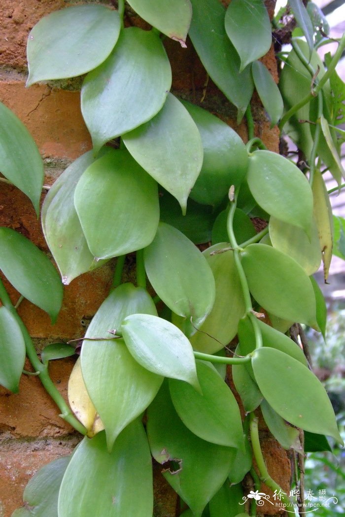 香果兰 Vanilla annamica 香果兰 Vanilla annamica