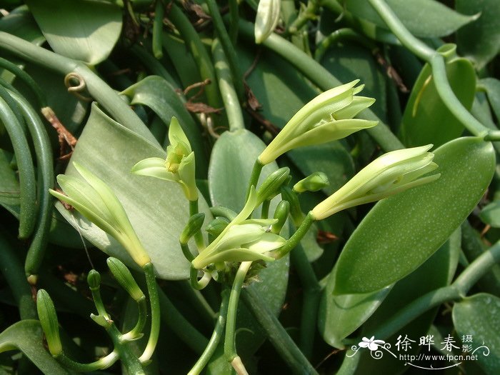 香荚兰Vanilla planifolia