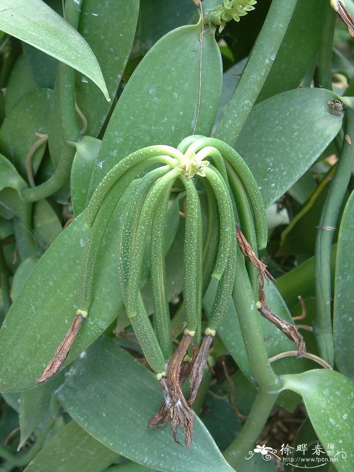 香荚兰Vanilla planifolia