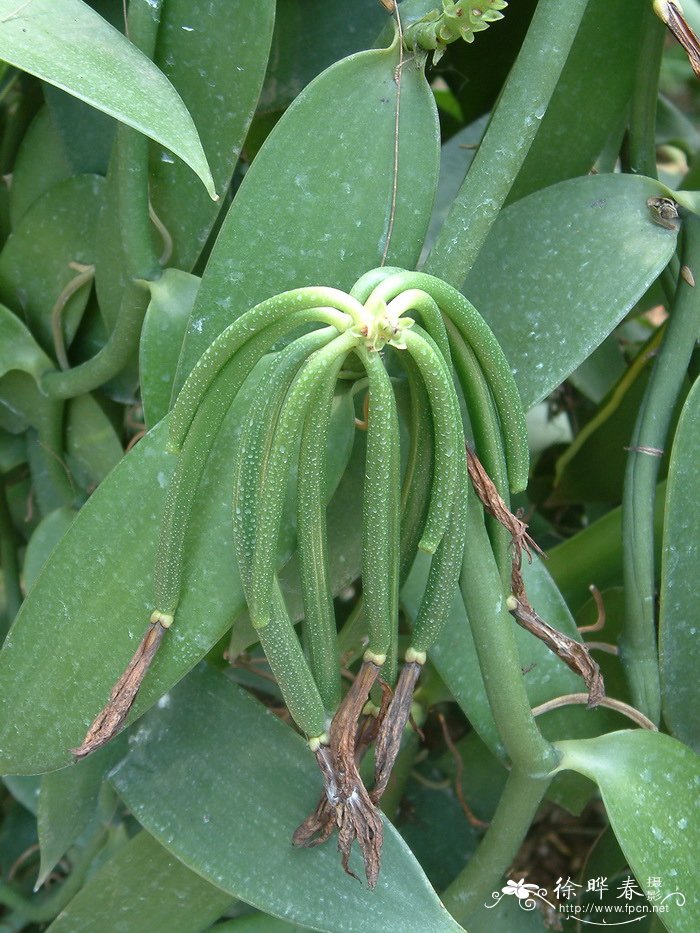 香荚兰Vanilla planifolia 香荚兰Vanilla planifolia