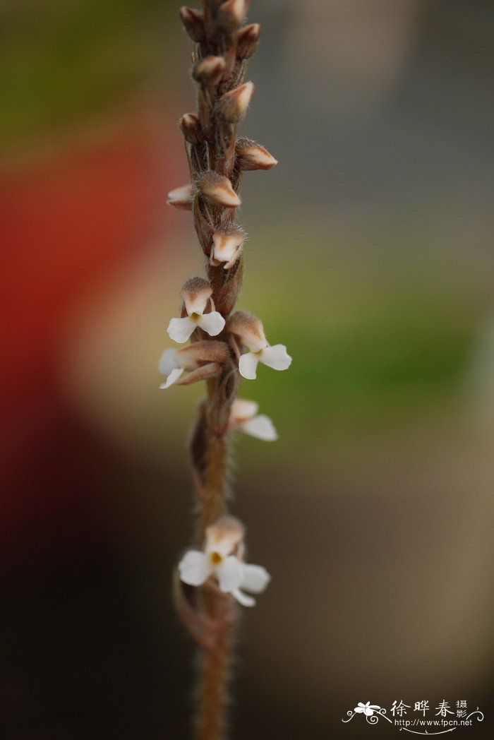 宽叶线柱兰Zeuxine affinis 宽叶线柱兰Zeuxine affinis