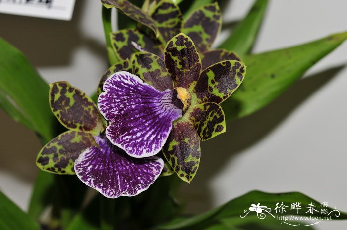 '阿图尔'轭瓣兰Zygopetalum Artur elle '阿图尔'轭瓣兰Zygopetalum Artur elle