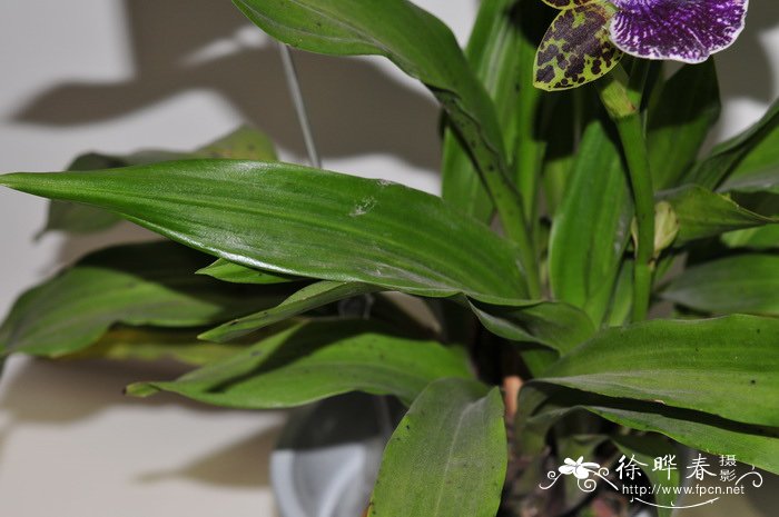 '阿图尔'轭瓣兰Zygopetalum  Artur elle