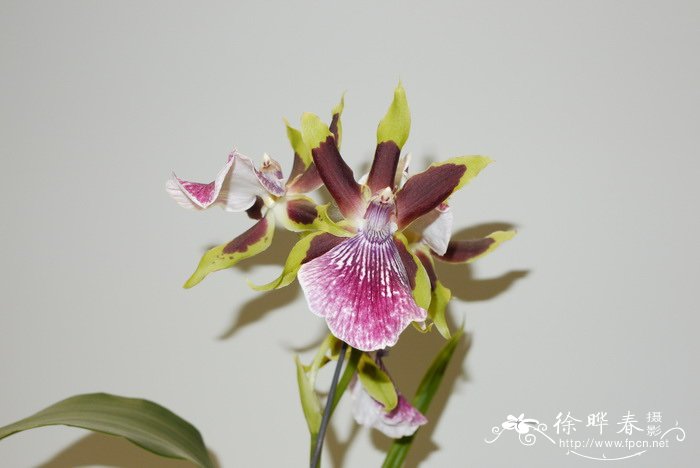 ‘莱茵小丑’轭瓣兰Zygopetalum Rhein Clown ‘莱茵小丑’轭瓣兰Zygopetalum Rhein Clown