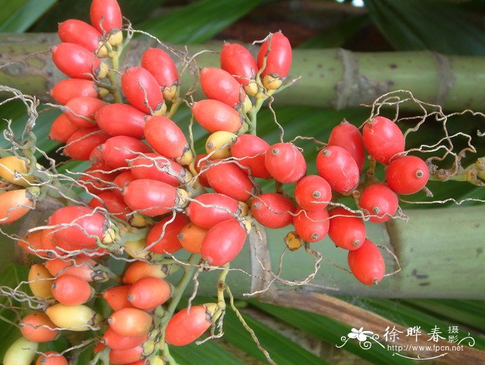 三药槟榔Areca triandra 三药槟榔Areca triandra