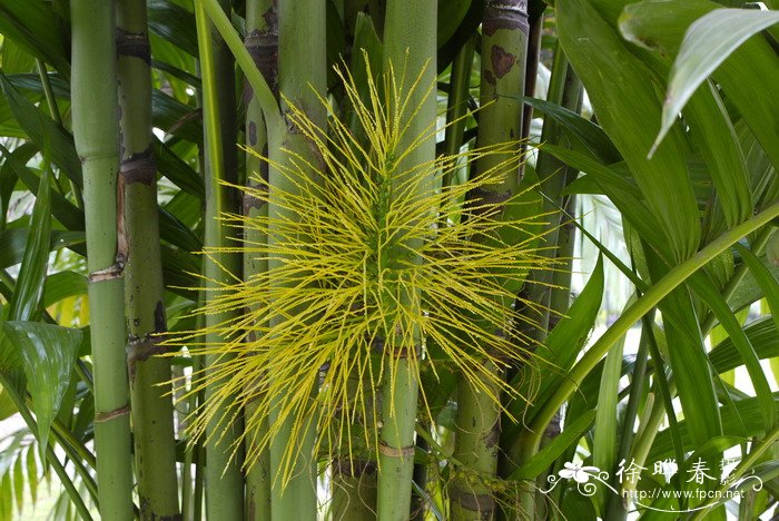 三药槟榔Areca triandra 三药槟榔Areca triandra