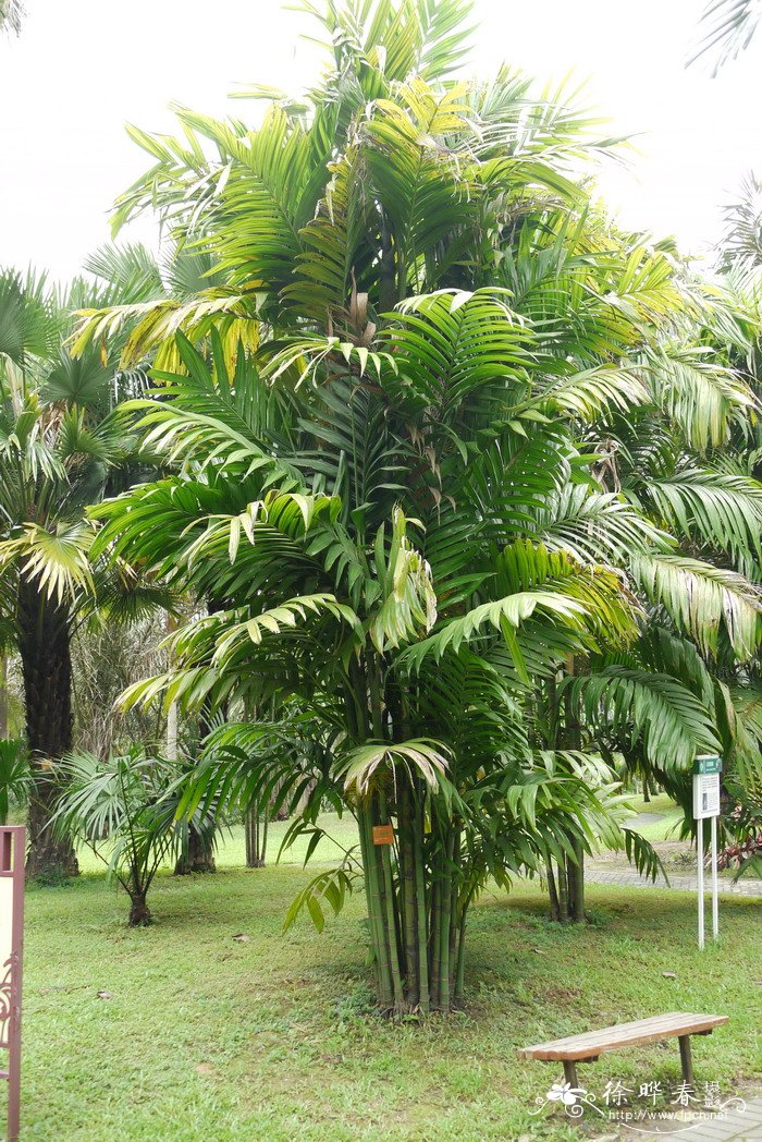 三药槟榔Areca triandra