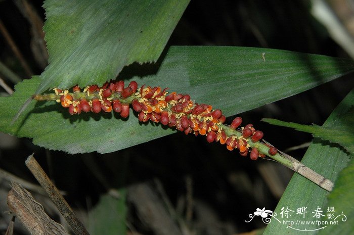 尖尾状羽棕Arenga caudata var. stenophylla