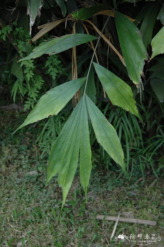 尖尾状羽棕Arenga caudata var. stenophylla