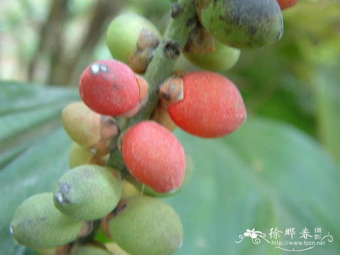 虎克棕Arenga hookeriana 虎克棕Arenga hookeriana