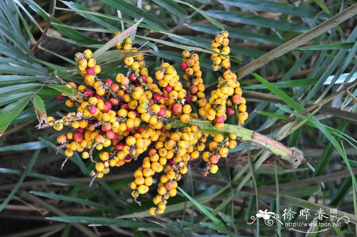 鱼骨葵 Arenga tremula 鱼骨葵 Arenga tremula