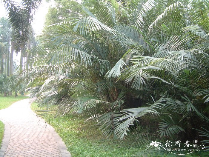 鱼骨葵 Arenga tremula 鱼骨葵 Arenga tremula