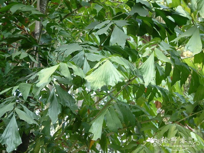 菲岛鱼尾葵 Caryota cumingii 菲岛鱼尾葵 Caryota cumingii
