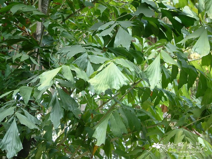 菲岛鱼尾葵 Caryota cumingii