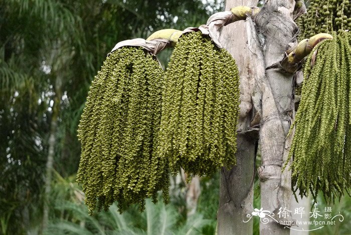 短穗鱼尾葵 Caryota mitis 短穗鱼尾葵 Caryota mitis